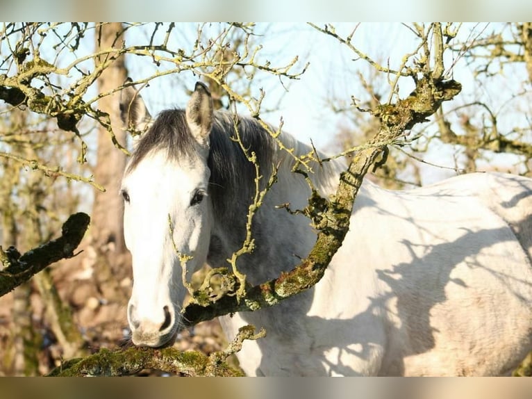 Other Breeds Mare 7 years 15,2 hh Gray-Blue-Tan in Delft