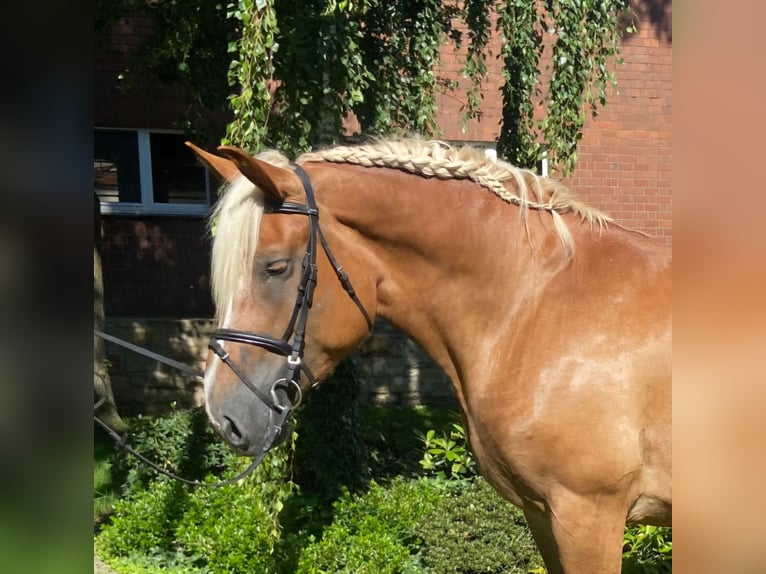 Other Breeds Mare 7 years 16,1 hh Chestnut-Red in Hopsten