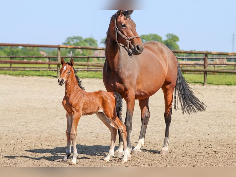 Other Breeds Mare 7 years 16 hh Brown in Vieux-condé