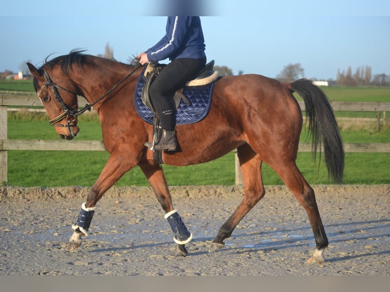 Other Breeds Mare 7 years 16 hh Brown in Breda