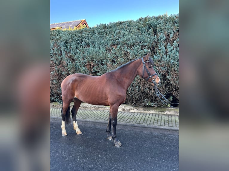 Other Breeds Mare 7 years 16 hh Brown in Mücke