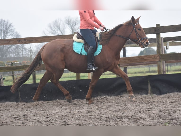 Other Breeds Mare 7 years 16 hh Chestnut-Red in Achtmaal