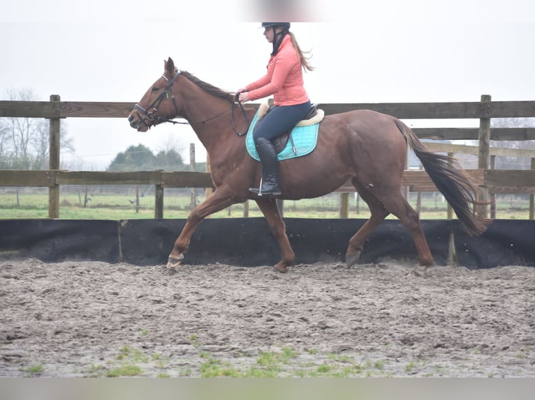 Other Breeds Mare 7 years 16 hh Chestnut-Red in Achtmaal