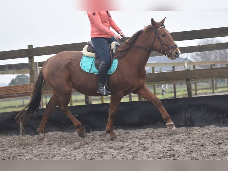 Other Breeds Mare 7 years 16 hh Chestnut-Red in Achtmaal