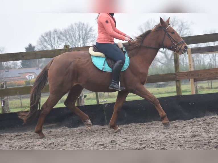 Other Breeds Mare 7 years 16 hh Chestnut-Red in Achtmaal