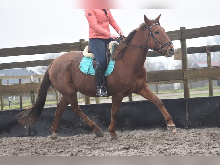 Other Breeds Mare 7 years 16 hh Chestnut-Red in Achtmaal