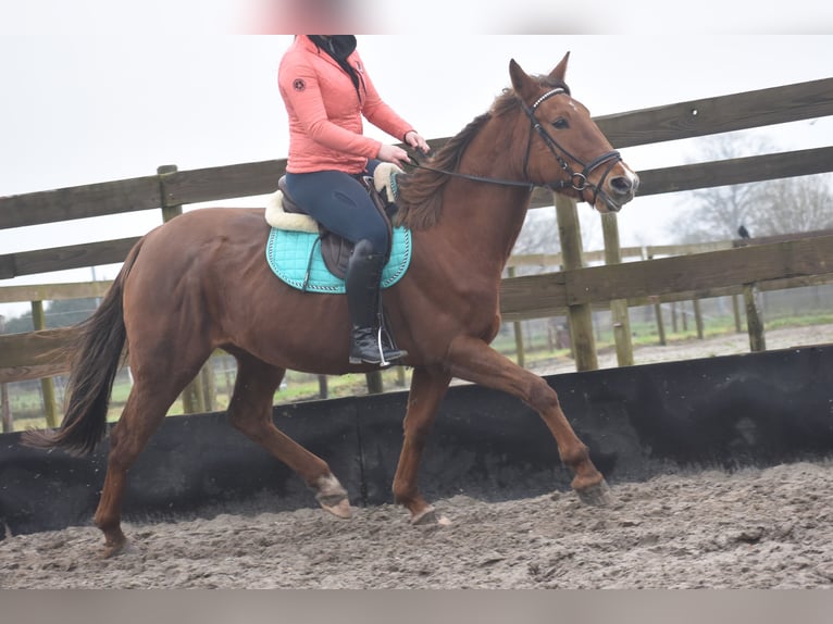 Other Breeds Mare 7 years 16 hh Chestnut-Red in Achtmaal