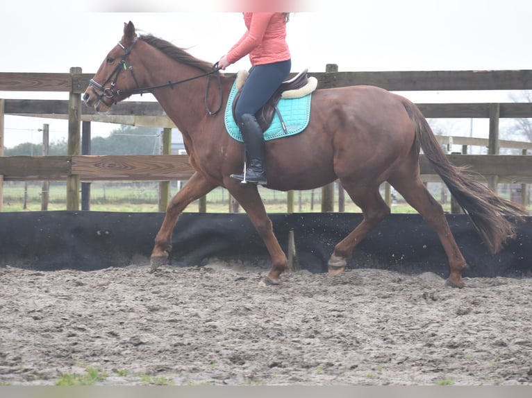 Other Breeds Mare 7 years 16 hh Chestnut-Red in Achtmaal