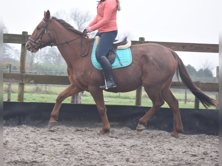 Other Breeds Mare 7 years 16 hh Chestnut-Red in Achtmaal