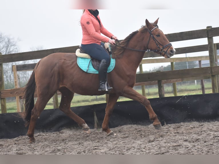 Other Breeds Mare 7 years 16 hh Chestnut-Red in Achtmaal