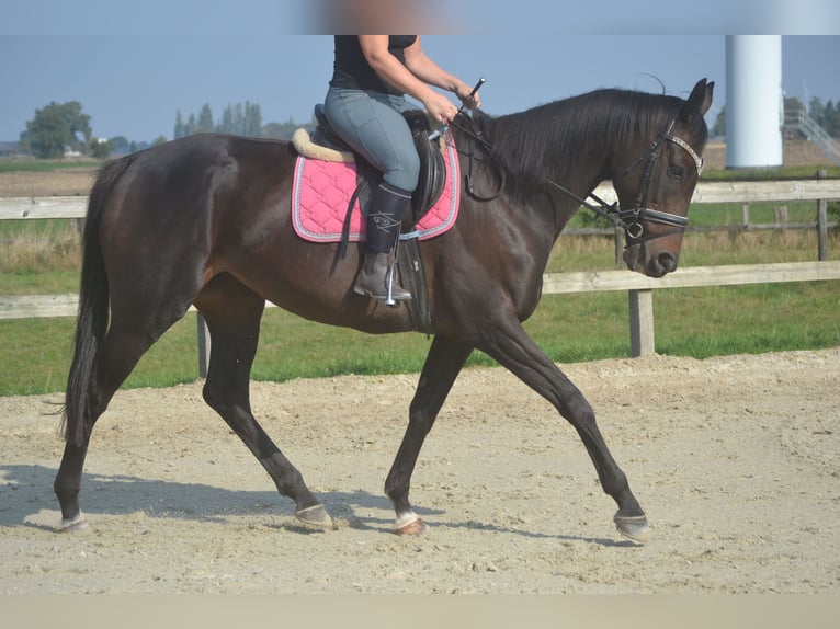 Other Breeds Mare 7 years 16,1 hh Smoky-Black in Breda