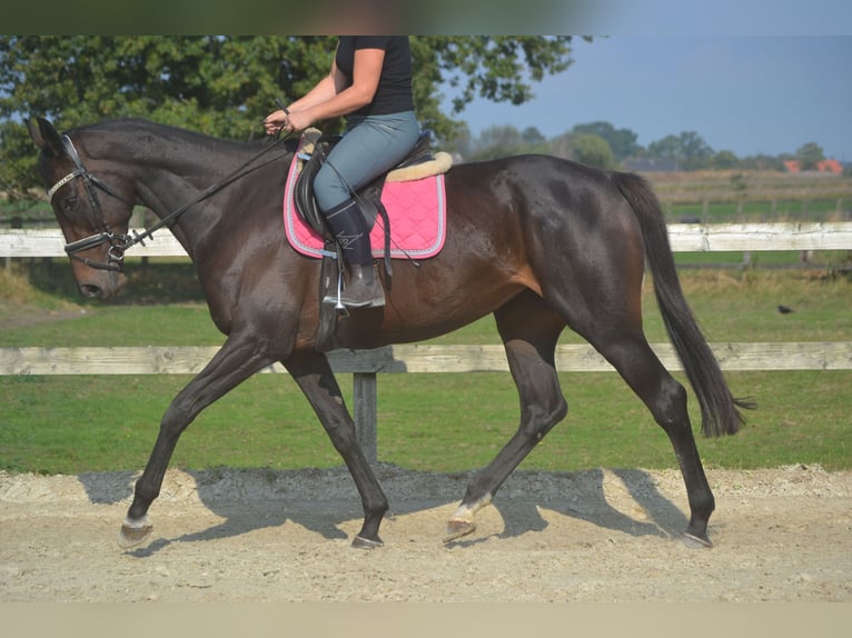 Other Breeds Mare 7 years 16,1 hh Smoky-Black in Breda