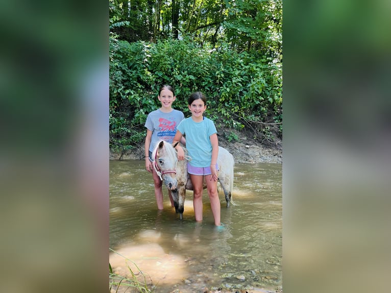 Other Breeds Mare 7 years 9 hh Roan-Red in Charleston