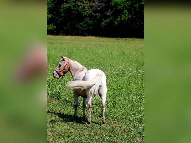 Other Breeds Mare 7 years 9 hh Roan-Red in Charleston