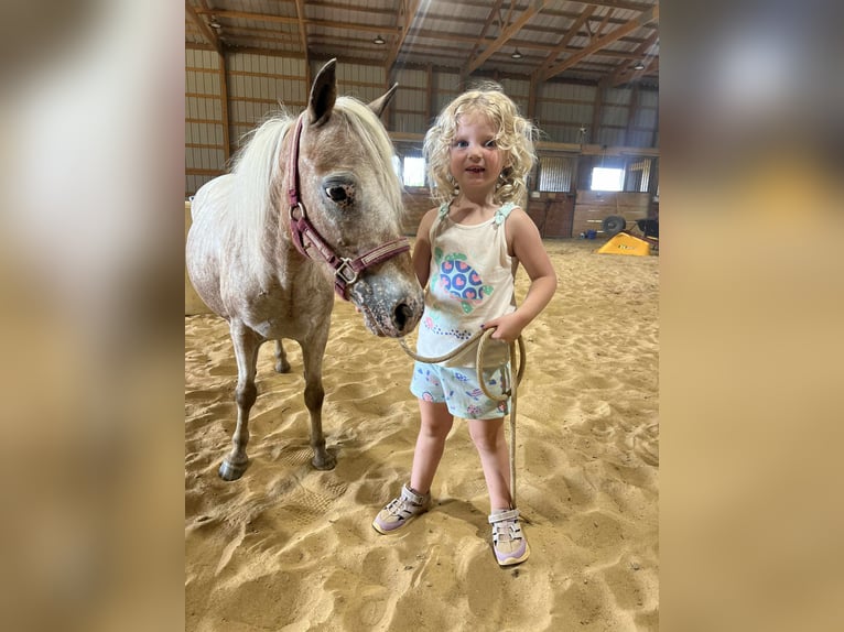 Other Breeds Mare 7 years 9 hh Roan-Red in Charleston