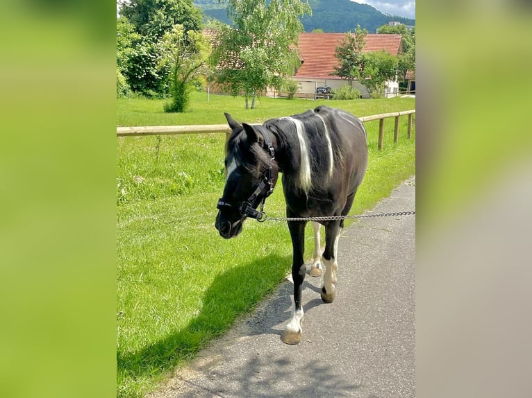 Other Breeds Mare 8 years 12,2 hh Black in Aalen