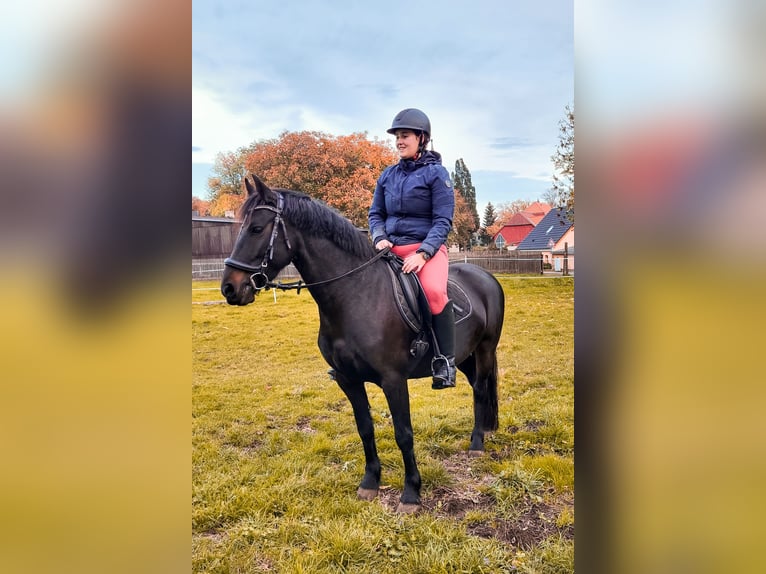 Other Breeds Mix Mare 8 years 13,2 hh Black in Am Großen Bruch