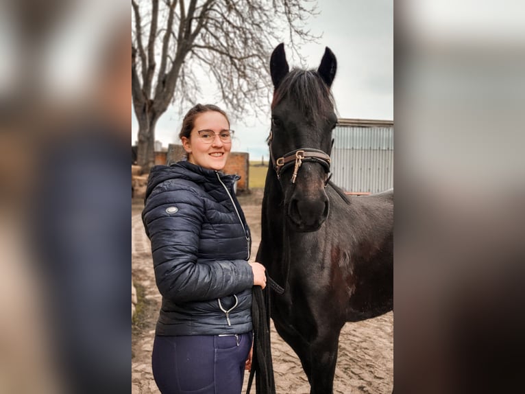 Other Breeds Mix Mare 8 years 13,2 hh Black in Am Großen Bruch