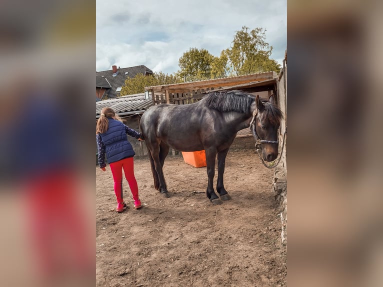 Other Breeds Mix Mare 8 years 13,2 hh Black in Am Großen Bruch