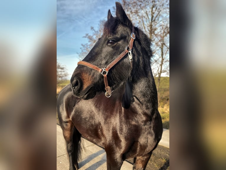 Other Breeds Mix Mare 8 years 13,2 hh Black in Am Großen Bruch