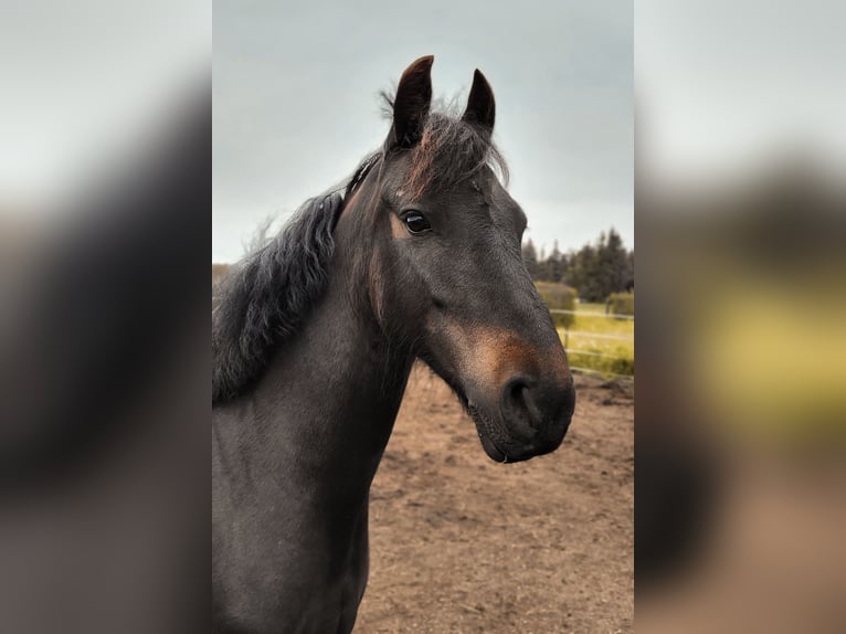 Other Breeds Mix Mare 8 years 13,2 hh Black in Am Großen Bruch