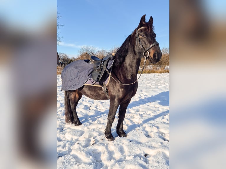 Other Breeds Mix Mare 8 years 13,2 hh Black in Am Großen Bruch