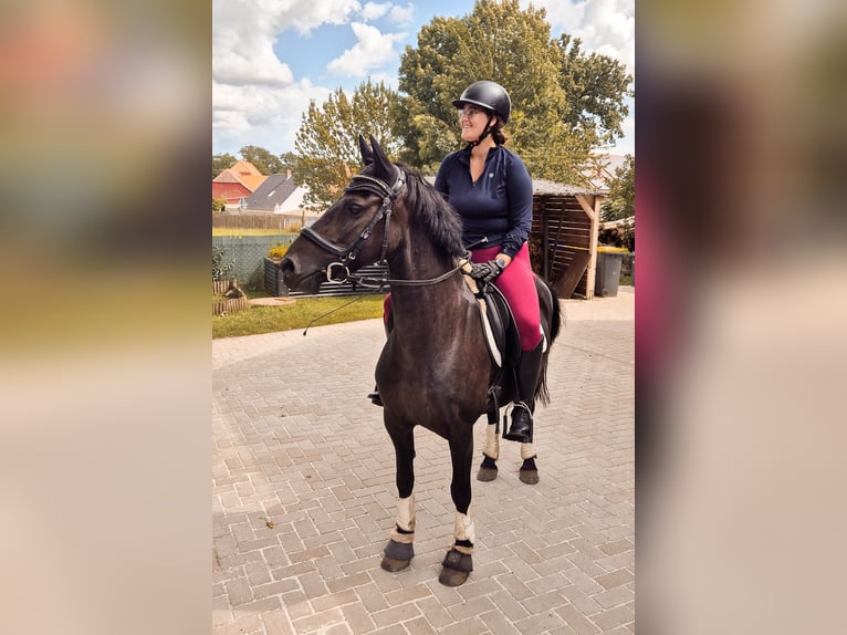 Other Breeds Mix Mare 8 years 13,2 hh Black in Am Großen Bruch