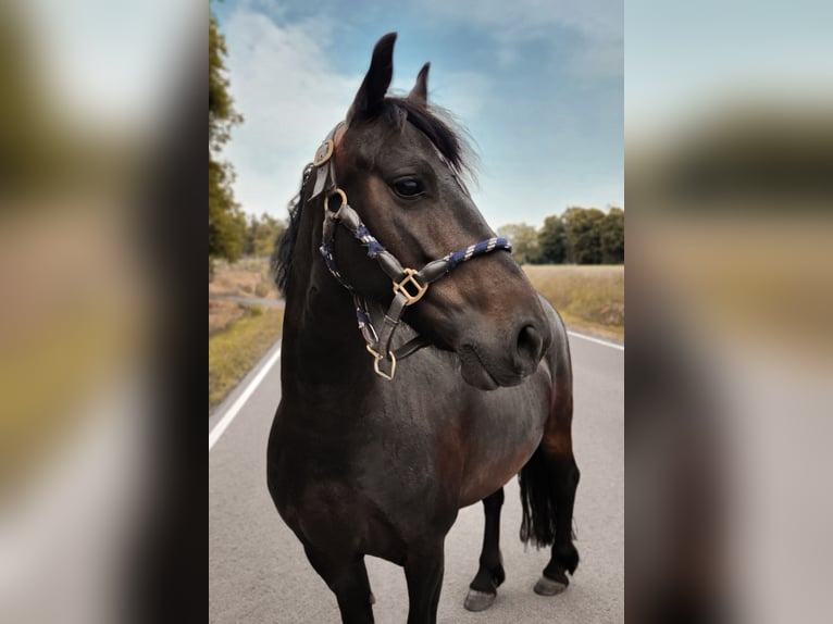 Other Breeds Mix Mare 8 years 13,2 hh Black in Am Großen Bruch