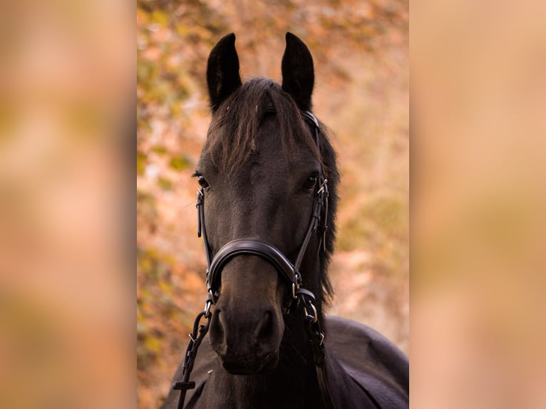 Other Breeds Mix Mare 8 years 13,2 hh Black in Am Großen Bruch