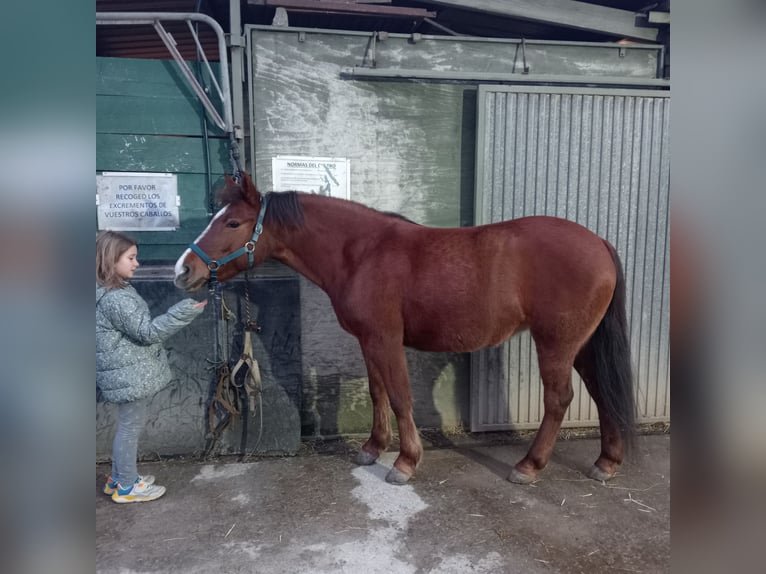 Other Breeds Mix Mare 8 years 13,1 hh Dun in Belga, La (Viella-Siero)