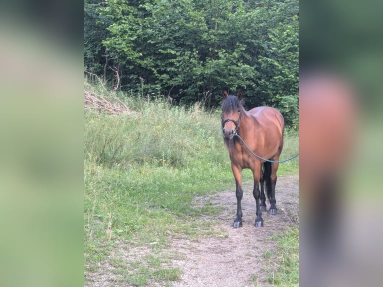 Other Breeds Mix Mare 8 years 13,2 hh Brown in Fischbachau Other Breeds Mix Mare 8 years 13,2 hh Brown in Fischbachau