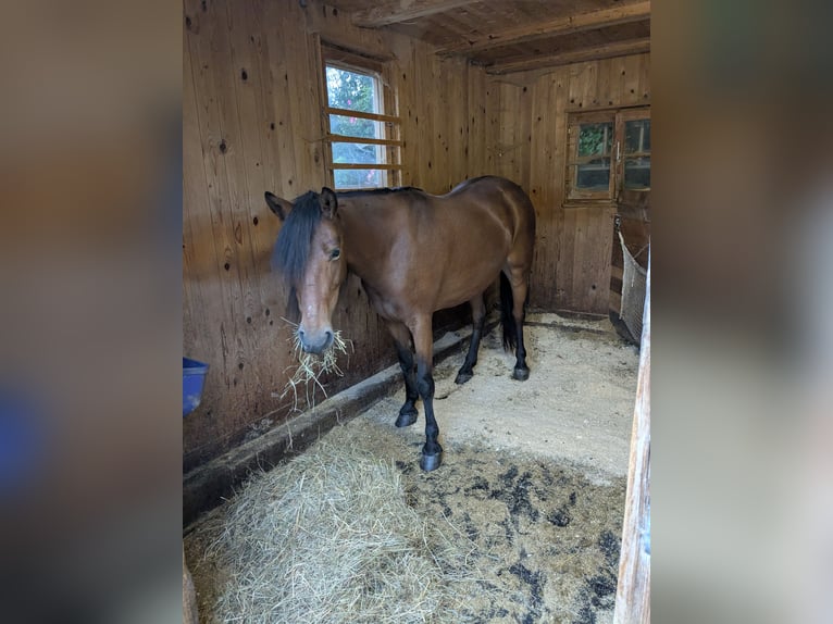 Other Breeds Mix Mare 8 years 13,2 hh Brown in Fischbachau