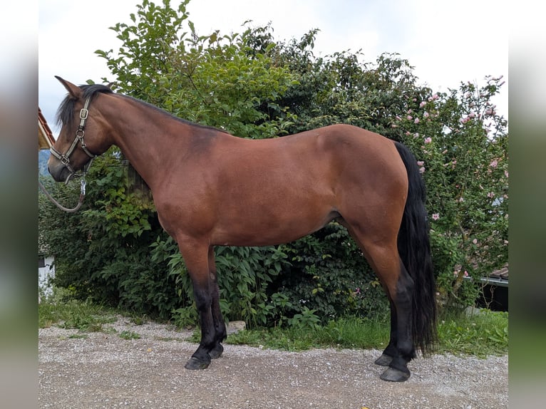 Other Breeds Mix Mare 8 years 13,2 hh Brown in Fischbachau