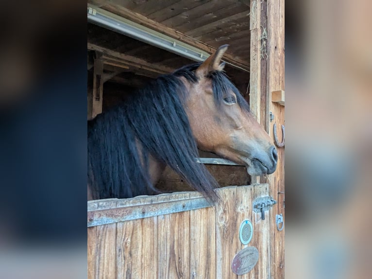 Other Breeds Mix Mare 8 years 13,2 hh Brown in Fischbachau Other Breeds Mix Mare 8 years 13,2 hh Brown in Fischbachau