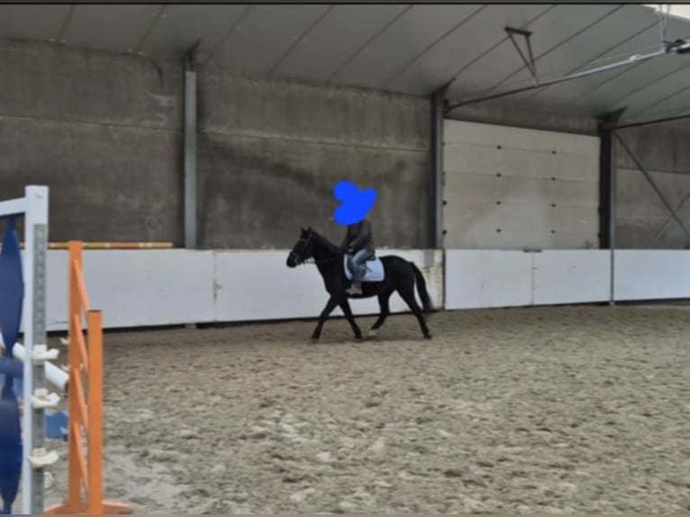 Other Breeds Mare 8 years 14,1 hh Black in Breda