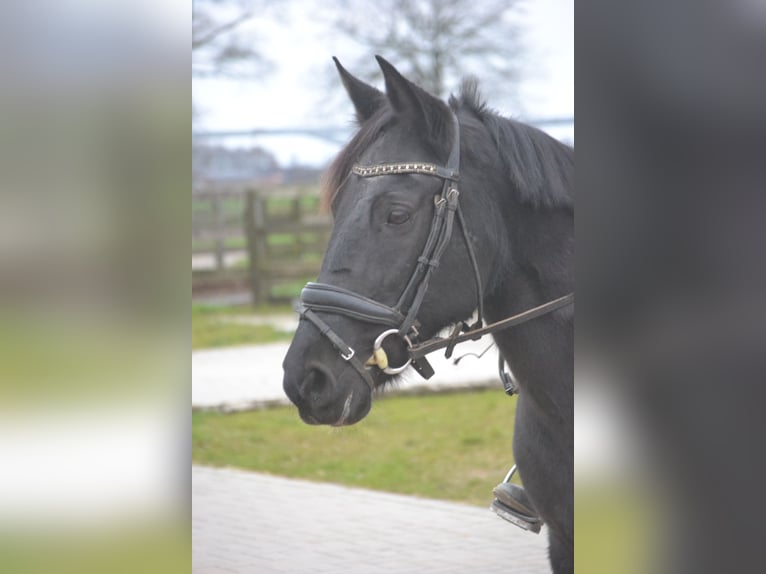 Other Breeds Mare 8 years 14,1 hh Black in wuustwezel