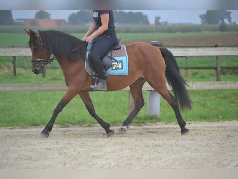 Other Breeds Mare 8 years 14,1 hh Brown in Breda