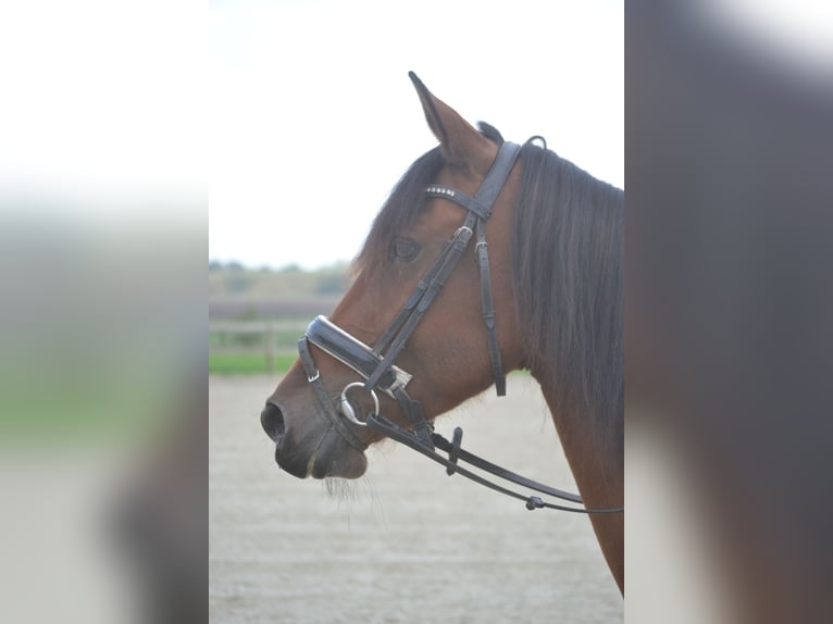 Other Breeds Mare 8 years 14,1 hh Brown in wuustwezel