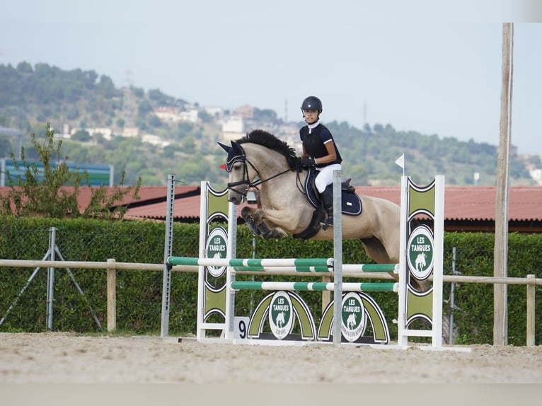 Other Breeds Mix Mare 8 years 14.1 hh Dun in Barcelona