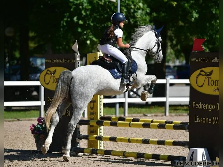 Other Breeds Mare 8 years 14.1 hh Grey in Induno olona