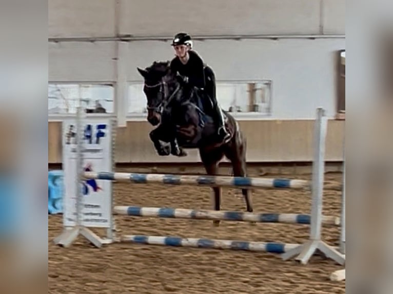 Other Breeds Mix Mare 8 years 14.1 hh Smoky-Black in Kaufbeuren
