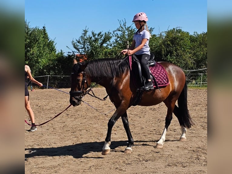 Other Breeds Mare 8 years 14.2 hh Brown in Barleben