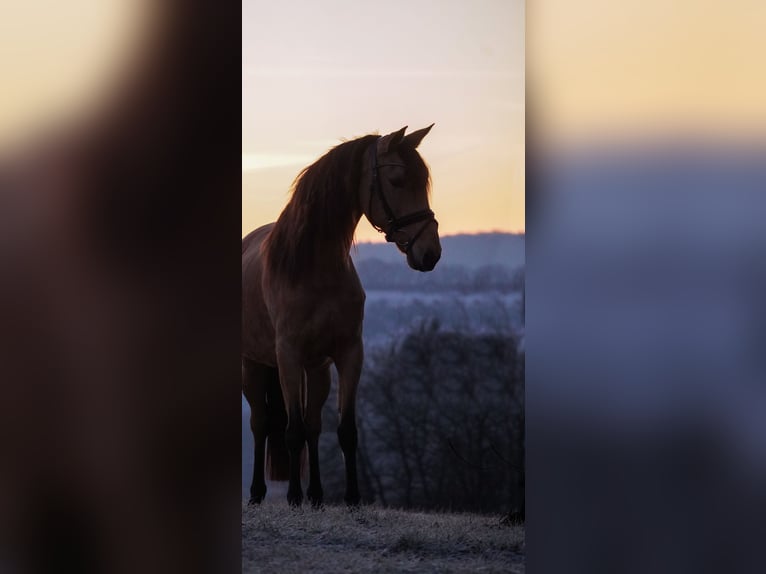 Other Breeds Mare 8 years 14,2 hh Dun in Nettersheim