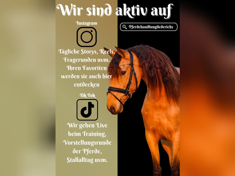 Other Breeds Mare 8 years 14,2 hh Dun in Nettersheim