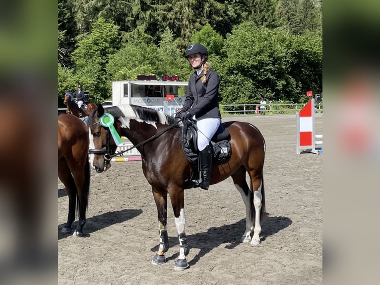 Other Breeds Mare 8 years 14.2 hh Pinto in VandanS