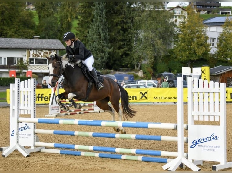 Other Breeds Mare 8 years 14.2 hh Pinto in VandanS