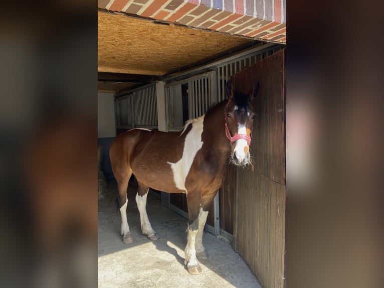 Other Breeds Mare 8 years 14,2 hh Pinto in MünsterMünster