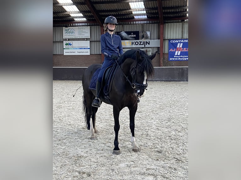 Other Breeds Mix Mare 8 years 14 hh Black in Bunschoten