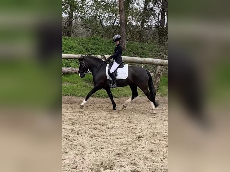 Other Breeds Mix Mare 8 years 14 hh Black in Bunschoten