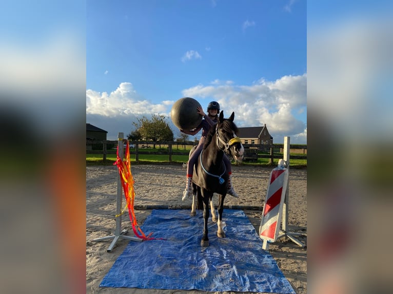 Other Breeds Mix Mare 8 years 14 hh Black in Bunschoten